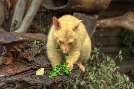 Golden brushtail possum eating grass. The color is a genetic mutation, its lives only in Tasmania. Is a nocturnal semi-arboreal marsupial, waterproof with a semi-prehensile tail.の写真素材