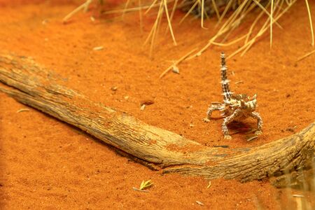 Front view of Thorny devil, Moloch horridus, on red sand in Desert Park at Alice Springs, Northern Territory, Central Australia. Insectivorous, they feed on small ants.の写真素材