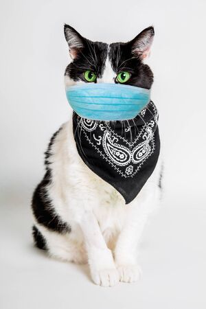 Black and white cat with green eyes and bandana and surgical mask. Concept of cold and flu of pet and coronavirus infections in veterinary. COVID-19 infections in animals. Vertical shot.の写真素材