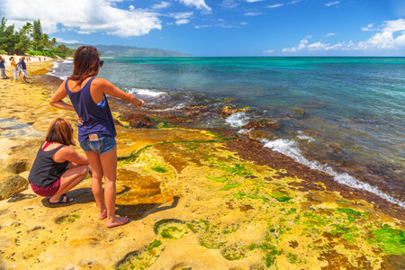 Oahu island, Hawaii, United States - August 26, 2016: Tourist women looking at the green sea turtles in Laniakea Beach also known as Turtle Beach. Nature tourism outdoors. Oahu North Shore in Hawaii.のeditorial素材