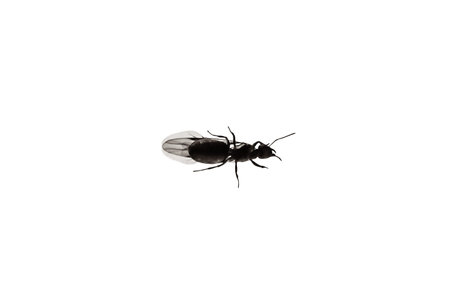 Close up of a winged queen of a black garden ant, isolated on white background. Lasius niger species ant, a insectivorous ant occurring in the grassland of Italy in Elba Island. bottom viewの写真素材