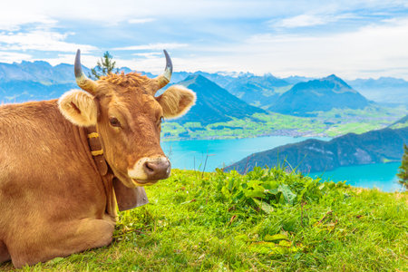 Portrait of brown cow with big horns in alpine meadow along Rigi-Scheidegg railway looking at Swiss Alps, Schwyz basin, Lake Lucerne. Unterstetten in Canton of Lucerne, Central Switzerland.の写真素材
