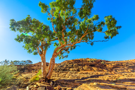 Gum tree alone in bush vegetation on summit of arid Kings Canyon in Watarrka National Park, Central Australia. Sunrays in Outback Red Center, Northern Territory.の写真素材