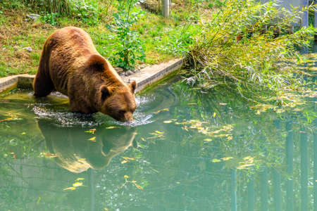 An adult bear, official symbol of canton of Bern, enters the water in the pool inside Bear Pit, one of the most visited tourist destinations in Bern, Switzerland. The Bear Park overlooks Aare River.の写真素材