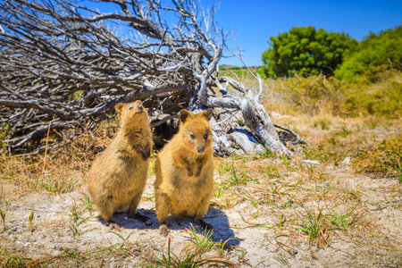 クアッカワラビー の写真素材 イメージマート