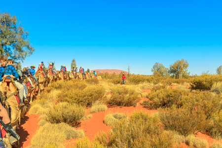 Uluru, Northern Territory, Australia - Aug 22, 2019: Uluru in the distance seen during popular guided Uluru Camel Tours in Australian outback. Popular activity to admire the monolith from camel.のeditorial素材