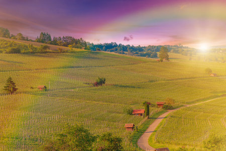 Rows of grapes with rainbow on the terraced vineyards of Hallau village in Switzerland. Hallauerberg mountain in Swiss country vineyards and famous wine region. Schaffhausen Canton in Switzerland.の写真素材