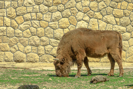 adult European Buffalo of Europe or wisent grazing in the grass. Bison bonasus family. Also know as European wood bison.の写真素材
