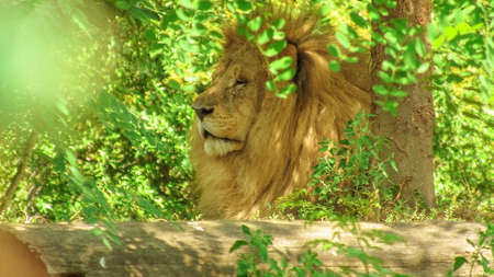 Close up of a head of male Lion in the forest. Panthera Leo in natural habitat. The lion is part of Big Five of Africa.の写真素材