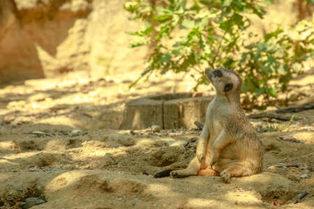 Meerkat. Suricata suricatta species from mongoose family Herpestidae. Living in South Africa. Suricate head close up.の写真素材