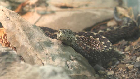 Venomous meadow viper or meadow adder. Vipera ursinii macrops species from Europe and eastern, in particolar in France, Italy, and Greece. Ursinii name from 1800s Italian naturalist Antonio Orsini.の写真素材