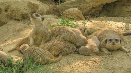 mob of meerkats suricates resting together in their territory. Suricata suricatta species from the...