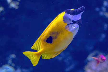 Colorful surgeonfish fish of sea aquarium with coral reef. Foxface rabbitfish: Siganus vulpinus species of family Siganidae. Fish of the Indian and Pacific Oceans, Australia and Hawaii.の写真素材