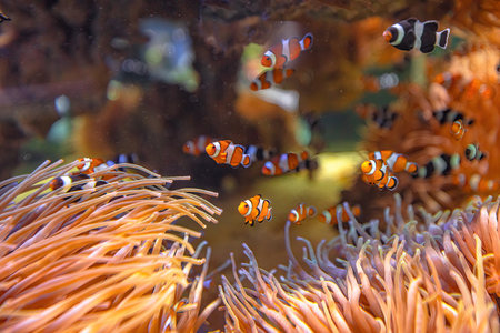 Orange Clown Fishes and Saddleback anemonefish of sea aquarium with anemone in coral reef. Amphiprion ocellaris species living in Eastern Indian Ocean and Western Pacific Ocean and Australia.の写真素材