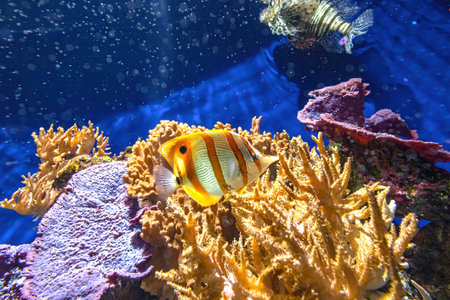 Copperband butterflyfish or beaked coral fish in the coral reef. Chelmon rostratus species of butterflyfish belonging to family Chaetodontidae. Living in the Pacific and Indian Oceans and Australia.の写真素材