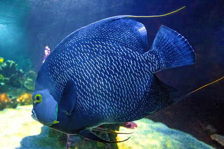 Close up of French angelfish of aquarium fish tank of coral reef. Pomacanthus paru species living in...