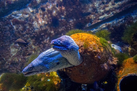 Two Brown moray eels of aquarium in coral reef. Gymnothorax unicolor species living in the eastern...