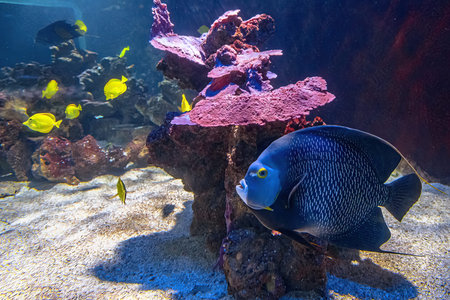 French angelfish of coral reef. Pomacanthus paru species living in the Western and eastern Atlantic...