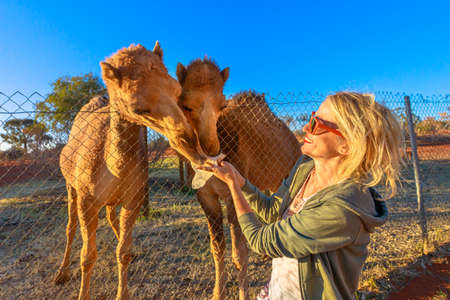 girl feeding Australian dromedary, Camelus dromedarius species. Endemic to Australia. Caucasian blonde tourist enjoys camel encounter in the Northern Territory of Australia at sunset.の写真素材