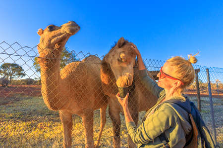 Woman feeding Australian dromedary in the Northern Territory of Australia at sunset. Camelus dromedarius species. Endemic to Australia.の写真素材