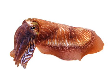 Common cuttlefish in an aquarium. Sepia officinalis species living in the Mediterranean Sea, North Sea, and Baltic Sea or South Africa. isolated on white backgroundの写真素材