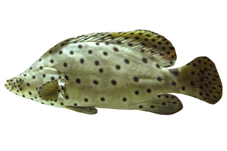Close up of Humpback grouper or panther grouper in coral reef isolated on white background....