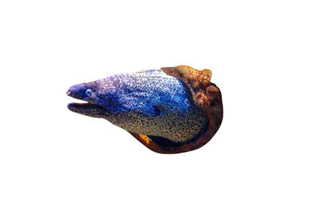 Close up of Brown moray eels of fish tank in coral reef isolated on white background. Gymnothorax unicolor species living in the eastern Atlantic Ocean and Mediterranean.の写真素材