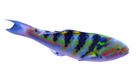 Sixbar wrasse or six-banded wrasse from Indo-Pacific ocean on white background. Thalassoma hardwicke...