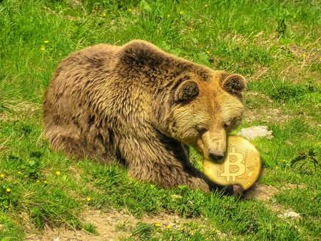 Concept of the bearish scenario on Bitcoin price. Bear biting a golden coin of Bitcoin. Concept of...