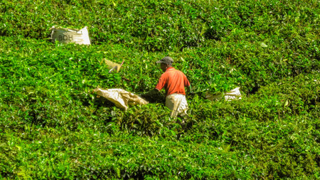 BOH Tea Centre, Cameron Highlands, Malaysia - 2023: The tea leaves pluckers of the BOH Tea Centre, their job ensures that the tea produced at the plantation is of the highest quality.のeditorial素材