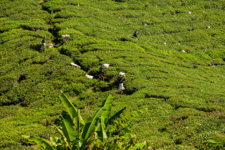 BOH Tea Centre, Cameron Highlands, Malaysia - 2023: tea leaves pluckers working in the BOH Tea farmland, ensuring the sustainability of the tea industry in Cameron Highlands.のeditorial素材