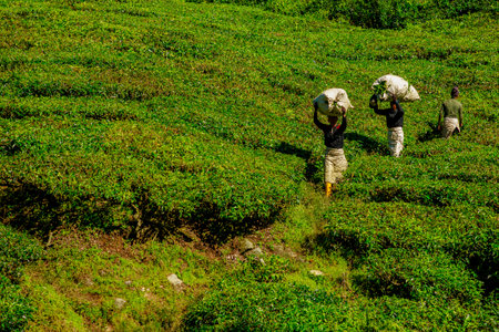 BOH Tea Centre, Cameron Highlands, Malaysia -2023: Hand-plucking is done using conventional methods, with pickers only taking the two top leaves and a bud from each tea plant.のeditorial素材