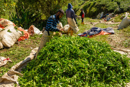 BOH Tea Centre, Cameron Highlands, Malaysia -2023: tea leaves pluckers of BOH are trained to identify perfect time to pluck leaves and handle the leaves with care to preserve their quality SLOW MOTIONのeditorial素材
