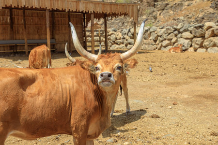 Longhorn cattle are known for their ability to forage and graze on variety of grasses, making them...