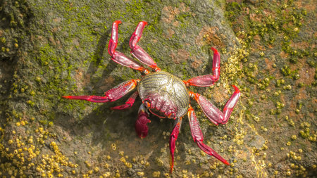 Grapsus adscensionis species of red-legged crab on the rocky shores of Gran Canaria and the Canary...