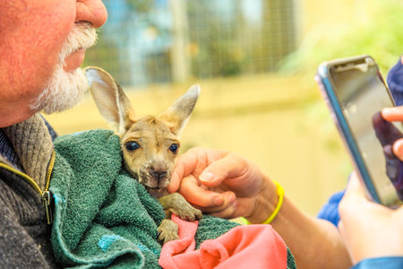 Coober Pedy, South Australia -Aug 27, 2019: A guided tour takes visitors and families to meet an orphaned kangaroo at Coober Pedy Kangaroo Sanctuary, a wildlife refuge in Australias outback.のeditorial素材