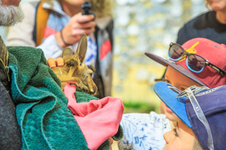 Coober Pedy, South Australia, Australia - Aug 27, 2019: Kangaroo Orphanage and kangaroo sanctuary, holding orphaned baby kangaroo at guided tour in Australian outback.のeditorial素材