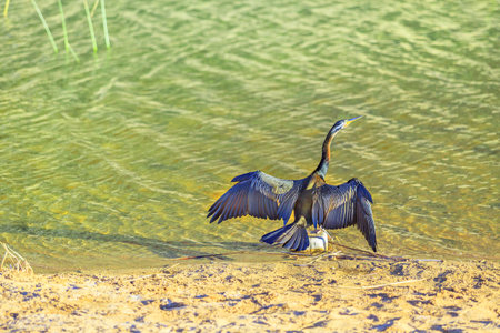 Australian darter drying its wings on shores of Glen Helen Gorge at permanent waterhole on Finke River, important refuge waterbirds. West MacDonnell Range, Northern Territory, Central Australia.の写真素材