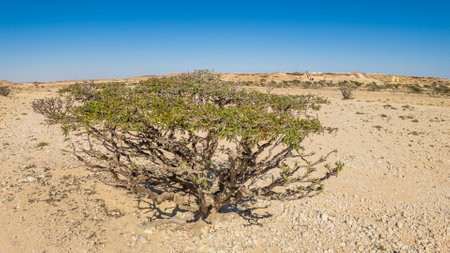 top view of Frankincense Trees in Wadi Dawkah Park Oman,recognized for their historical importance as UNESCO Site. significance of this natural park where ancient groves of Frankincense Trees flourishの写真素材