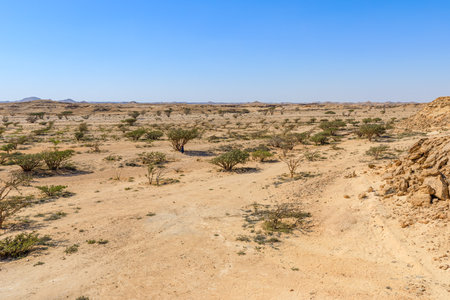 AERIAL VIEW of the captivating scenery of Wadi Dawkah Natural Park in Oman, capturing the mesmerizing beauty of the Frankincense Tree groves, a designated UNESCO World Heritage Siteの写真素材