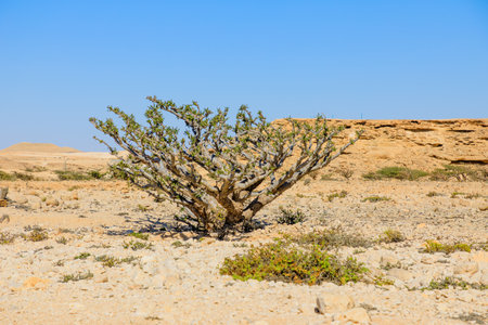 Boswellia sacra tree growing in arid landscape of Wadi Dawkah natural park in Oman, a unesco world heritage site located in Dhofar, Oman, with rocky terrain and clear blue skyの写真素材