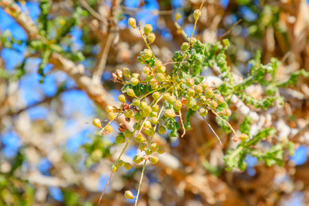 Top-down perspective unveils the intricate details of Frankincense Tree in Wadi Dawkah Natural Park, Oman, sanctuary of Frankincense Tree groves and honored as UNESCO World Heritage Site.の写真素材