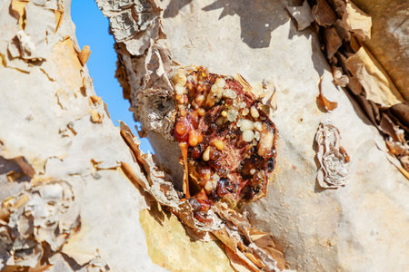 In Wadi Dawkah Natural Park, a close-up view unveils the resin-laden beauty of the Frankincense Tree, exuding fragrant and valuable resin.の写真素材