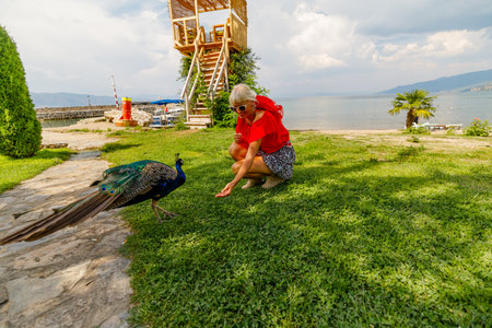 Blonde tourist feeding a peacock by lake Ohrid in North Macedonia, creating a peaceful scene with vibrant colors and scenic views perfect for a summer vacation outdoorsの写真素材