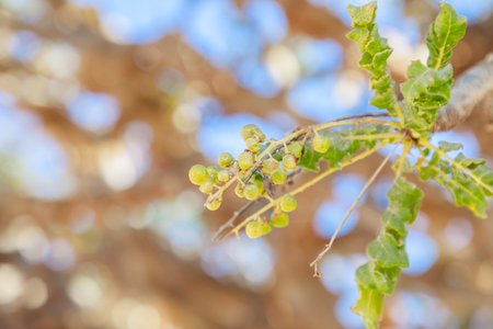 close up view of a Frankincense Tree in Wadi Dawkah Natural Park in Oman is renowned for its significance as the home of the Frankincense Tree groves, a UNESCO World Heritage Site.の写真素材