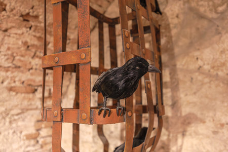 Transylvania, Romania - Oct 8, 2025: Raven bird perched on iron maiden, a medieval torture device display in the museum at Corvin Castle, Hunedoara, Romaniaのeditorial素材