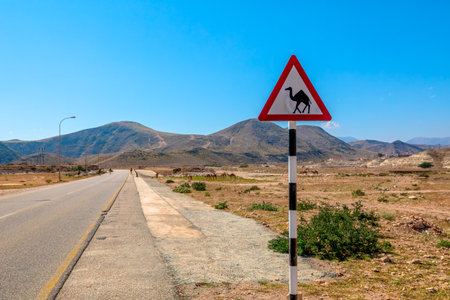 Camel warning sign standing by a paved road with a group of camels grazing in the dry landscape of Dhofar, Oman. Indicating potential wildlife encounters in Mughsayl Beach close to Salalah. Dry seasonの写真素材