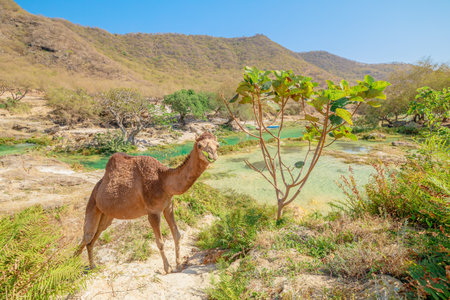 Camel beside clear turquoise pools and lush greenery in Wadi Darbat, Dhofar, Oman, finding water and grazing amid arid hills and tranquil oasis landscapeの写真素材