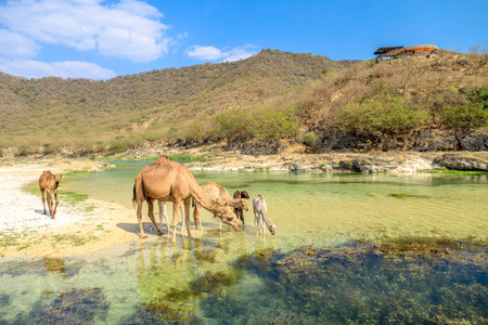 Camels and their young are finding refreshing water in the clear, shallow stream of Wadi Darbat, a...