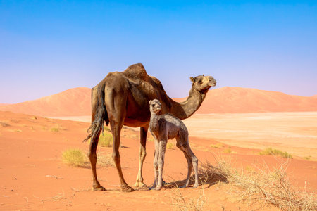 A Black Camel with calf in Omans Rub al-Khali desert captivates with its sleek charm and curious gaze, embodying resilience in the arid expanse, a symbol of hope and continuity.の写真素材